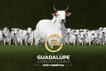 1º LEILÃO GUADALUPE AGROPECUÁRIA EXPOGENÉTICA